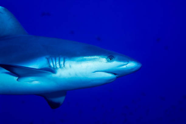 istock Gray reef shark, Carcharhinus amblyrhynchos 1402628766