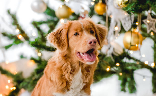 istock Toller retriever in Christmas time 1402629640