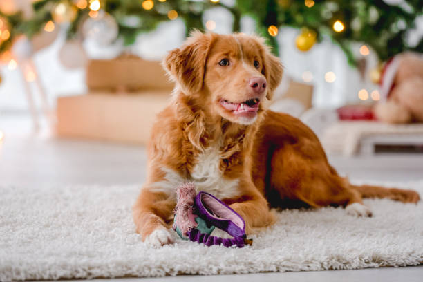 istock Toller retriever in Christmas time 1402629658