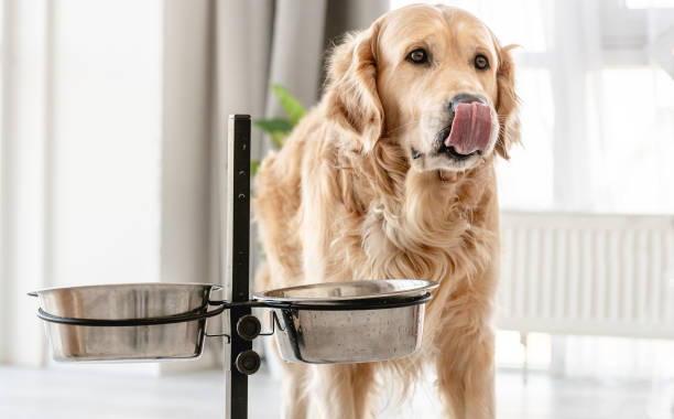 istock Golden retriever dog at home 1402629682