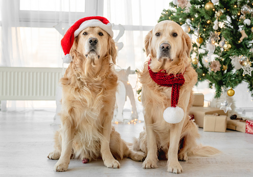 Two golden retriever dogs wearing Santa hats sitting together at home in Christmas time with festive tree. Purebred doggy pets on New Year holidays