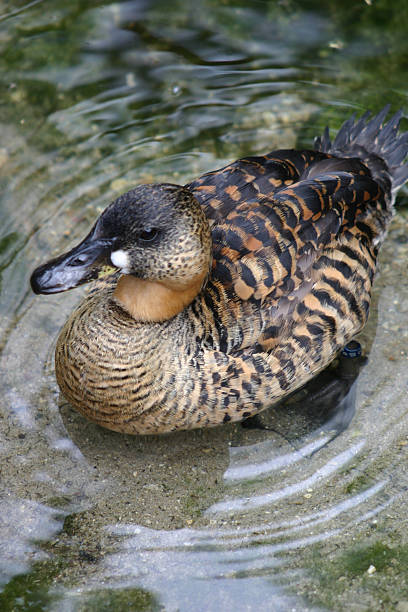 Duck on the water stock photo
