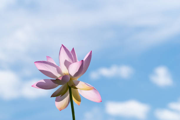 Blue sky and lotus flower