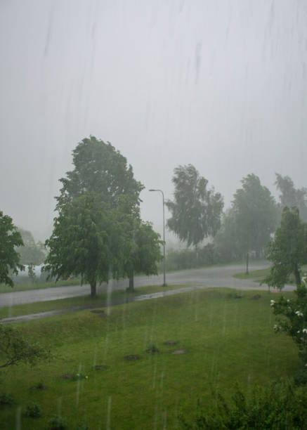 istock landscape with trees during rain and storm, the wind made the picture blurry 1402631384
