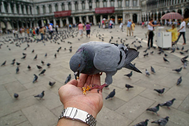 istock Search Engine Eating Out Of Your Hand 140263154