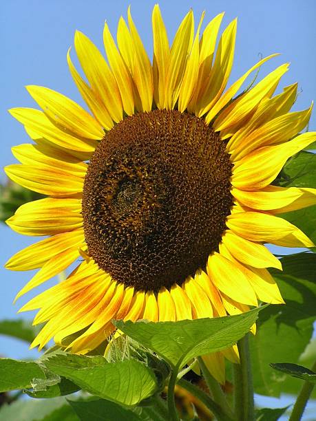 Sunflower stock photo