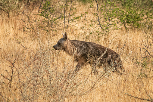 Brown hyaena side view stalking in grass, Namibia, Africa