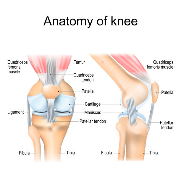 ilustraciones, imágenes clip art, dibujos animados e iconos de stock de anatomía de la rodilla - modelo anatómico