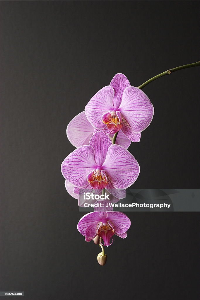 Orchidea rosa - Foto stock royalty-free di Ambientazione interna