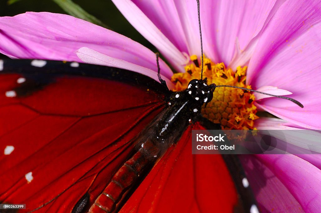Plan rapproché d'un papillon sur fleur rose de repos. - Photo de Aile d'animal libre de droits