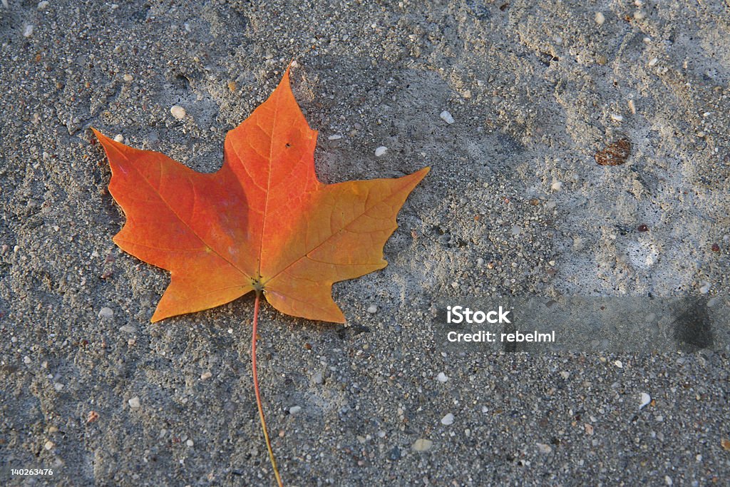 Gefallenes Herbstblatt - Lizenzfrei Baum Stock-Foto