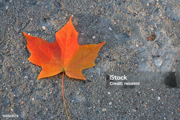 Gefallenes Herbstblatt Stockfoto und mehr Bilder von Baum - Baum, Beton, Blatt - Pflanzenbestandteile