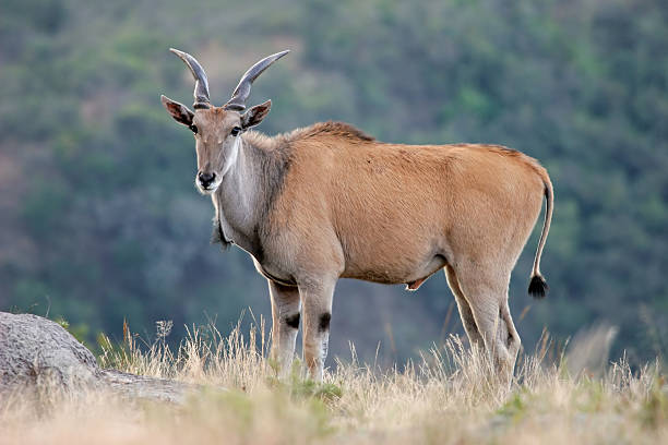 Eland antelope Eland antelope (Taurotragus oryx) - largest antelope of southern Africa cape eland photos stock pictures, royalty-free photos & images