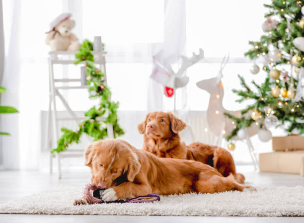 istock Toller retriever dogs in Christmas time 1402634929