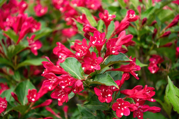 春の庭に赤い繊細なヴァイゲラの花 - honeysuckle pink ストックフォトと画像