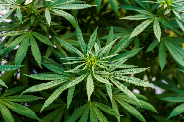istock Close up Cannabis leaves 1402635681