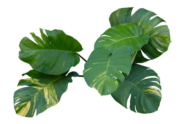 istock monstera leaf plant isolated on white background with clipping path 1402635813