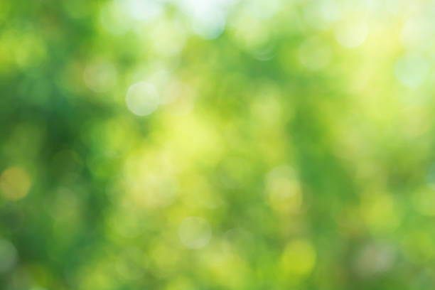istock bokeh background of tree leaves 1402635820