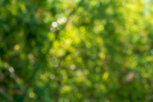 fond bokeh des feuilles d’arbres - nature sunlight tree illuminated photos et images de collection