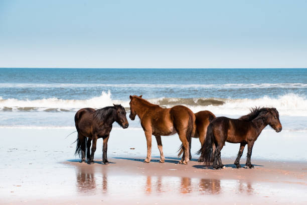 Wild Spanish Mustangs on the Beach The only remaining wild herd left in the world, these horses are a must-see when visiting the Outer Banks of North Carolina. The wild horses were originally brought here in the 1500s on Spanish ships. outer banks north carolina stock pictures, royalty-free photos & images