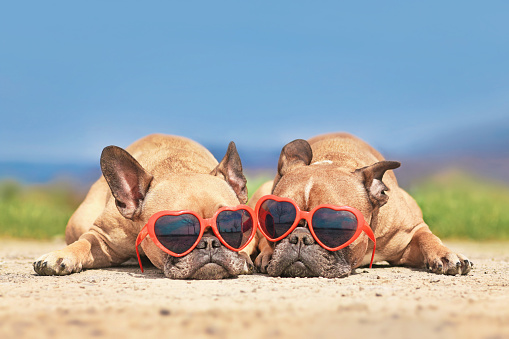 Pair of French Bulldog dogs wearing red heart shaped sunglasses in summer
