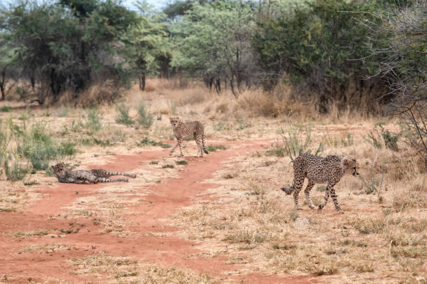 istock Three cheetahs in Namibia, Africa 1402635957