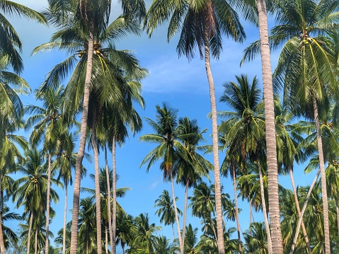 The tropical island of Koh Samui is known for its numerous coconut palms