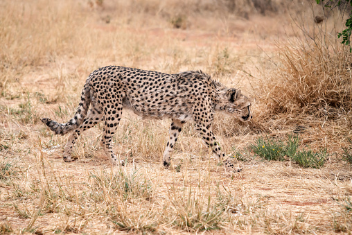 Cheetah side view in Namibia, Africa