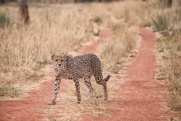 istock Cheetah in Namibia, Africa 1402636044