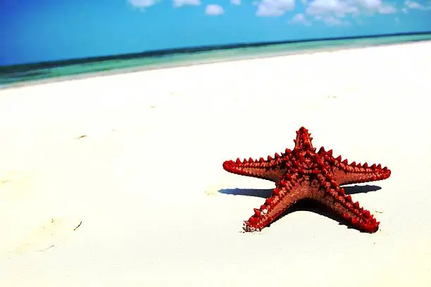Brilliant Red Rare Starfish, sitting on secluded tropical Beach