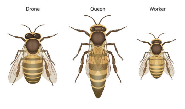 biologia pszczół miodnych: królowe, drony i robotnicy - queen bee stock illustrations