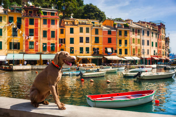 istock The dog in Portofino 1402636140