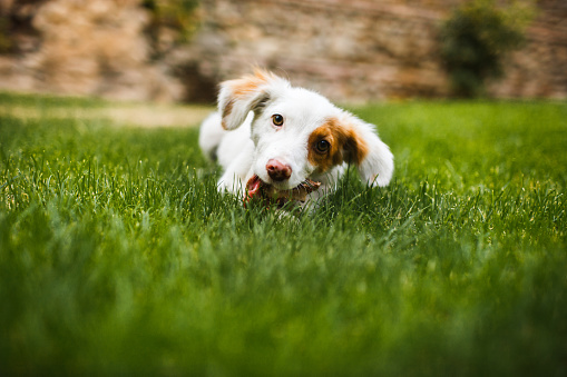 Pleased and happy dog eating meat on bone lying on green grass.