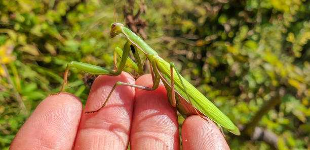 istock Mantis religiosa green animal sitting on human hand 1402636360