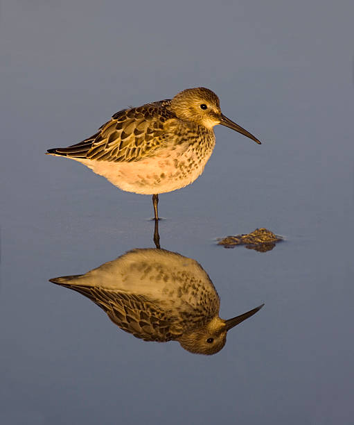 Dunlin with reflection. stock photo