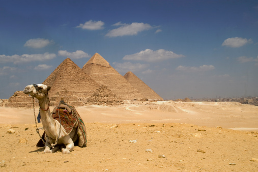 Camel near the Gizeh Pyramids in Cairo Egypt.