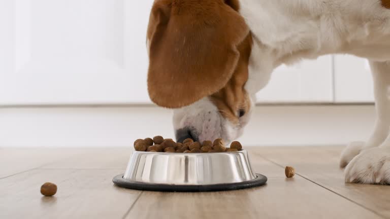 Dog Beagle eating granule from metal bowl at home. Feeding of hungry dog. Slow motion