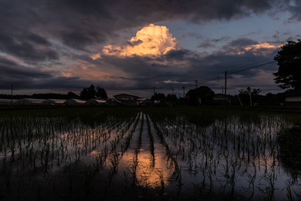 A large Cumulus cloud illuminated by the late afternoon sun against a dark sky reflecting in the water of a rice field in the foreground.