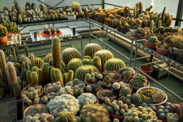 Succulent plants and cactus in pots for sale in street market.