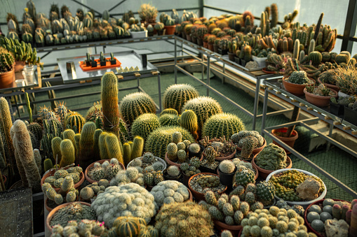 Collection of cacti in greenhouse