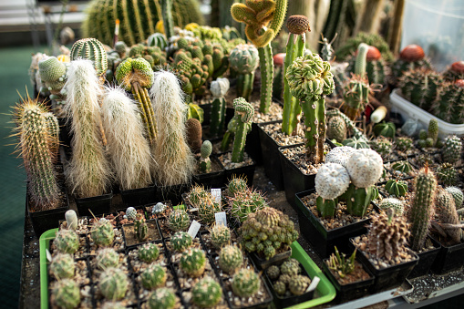 Collection of cacti in greenhouse