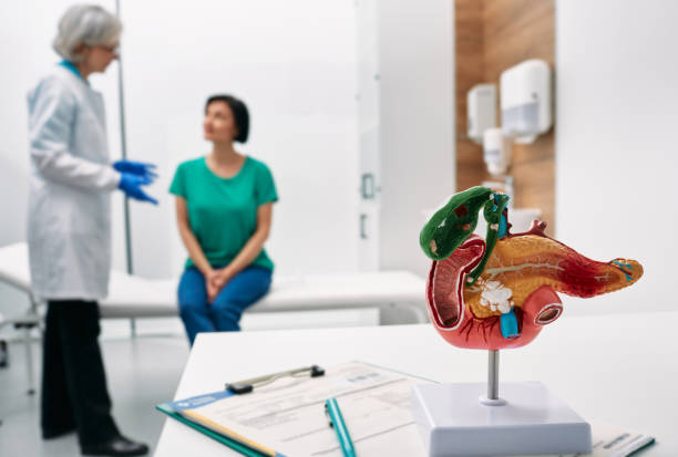 Gastroenterology consultation. Anatomical model of pancreas on doctor table over background gastroenterologist consulting woman patient with gastrointestinal disorders stock photo