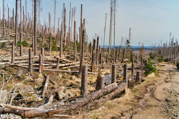 istock nature reserve Brocken / Harz / hikking / climate change 1402639536