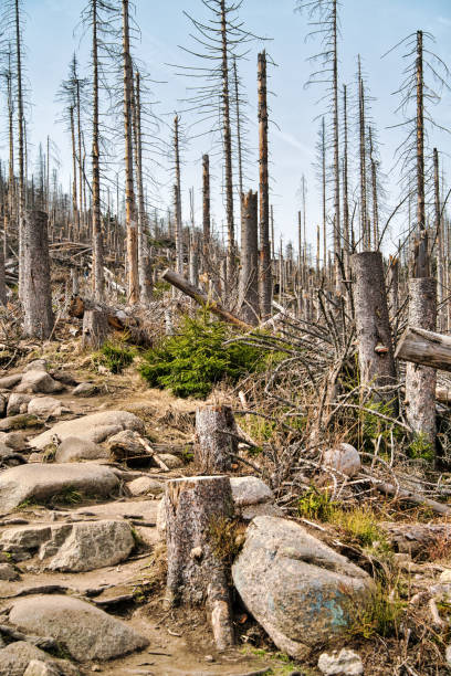 istock nature reserve Brocken / Harz / hikking / climate change 1402639657