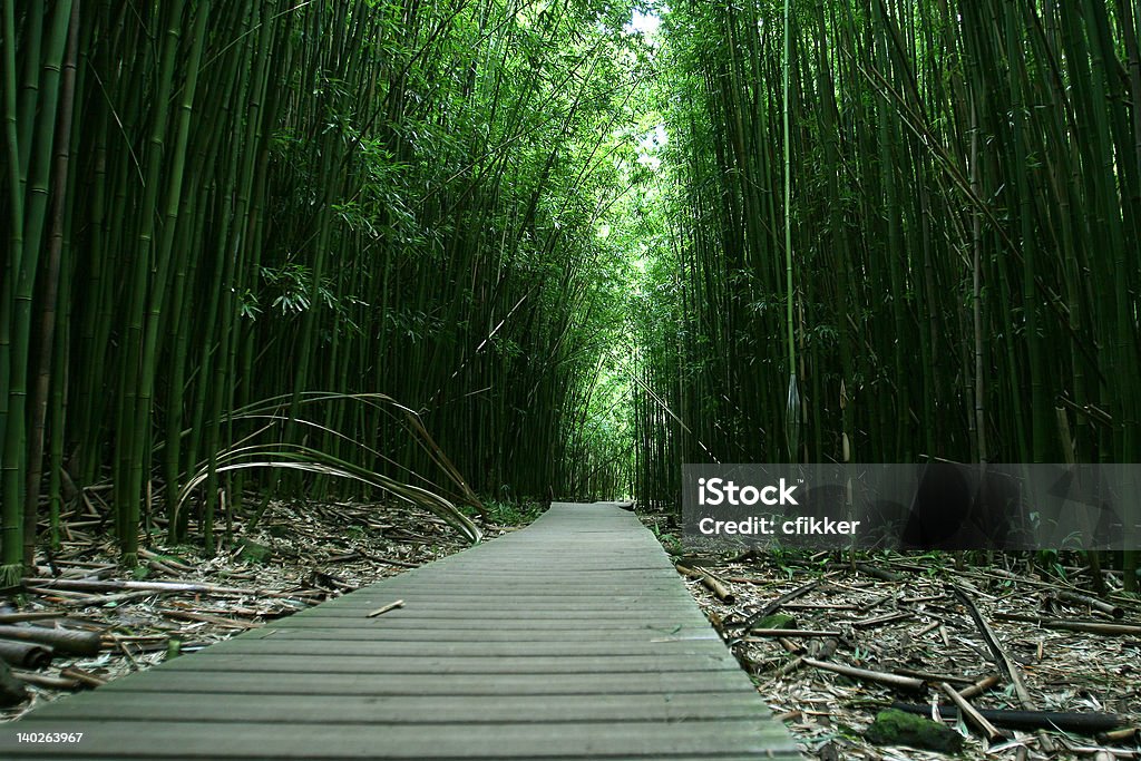 Bosque de bambú - Foto de stock de Actividades recreativas libre de derechos
