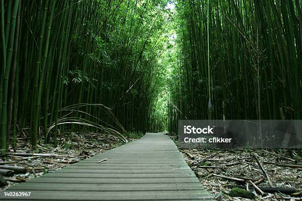 Bosque De Bambú Foto de stock y más banco de imágenes de Actividades recreativas - Actividades recreativas, Aire libre, Bambú - Familia de la Hierba