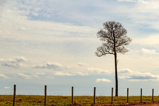 Anicuns, Goiás, Brazil – June 11, 2022:  A dry tree, without leaves, behind a fence and blue sky in the background. A minimalist landscape of the interior of Goias. Highway GO-156.