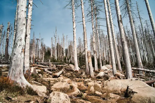 A new "dramatic" view of the ongoing climate change get visitors while hiking along the nature reserve Brocken / Harz. Dead spruces and conifers offer an "apocalyptic" view of the once green forest. In order to counteract the progressing climate change, the foresters let the trees die off and reforest them with mixed new tree species.