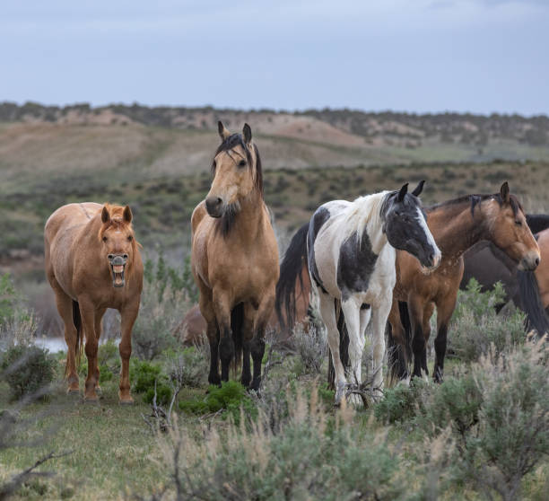 istock Herd of Western Ranch Horses 1402640954