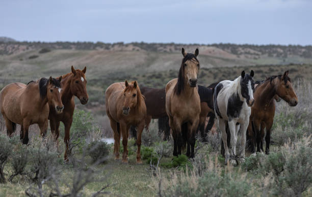 istock Herd of Western Ranch Horses 1402640957